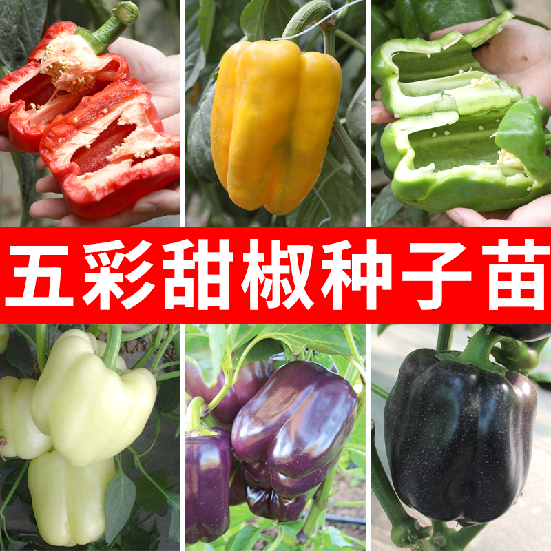 青椒种子辣椒苗绿甜椒种籽灯笼方椒红菜椒蔬菜孑秧苗柿子椒籽种苗,鲜花速递/花卉仿真/绿植园艺,家庭园艺种子,淘宝优惠券,粉丝福利购,淘宝优惠卷