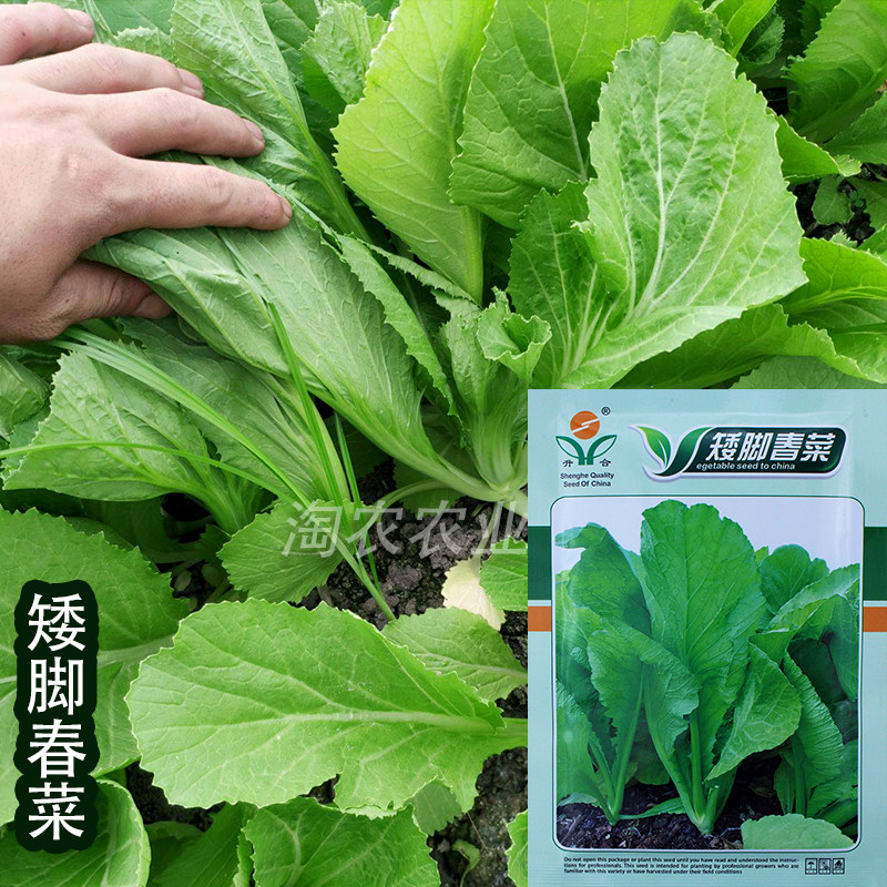 矮脚春菜小芥菜种子广东四季播蔬菜种籽孑春夏秋冬季青菜菜园种植