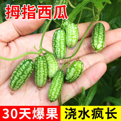 拇指西瓜种籽苗迷你小种子春季菜苗阳台盆栽水果四季蔬菜孑子秧苗 - 封面