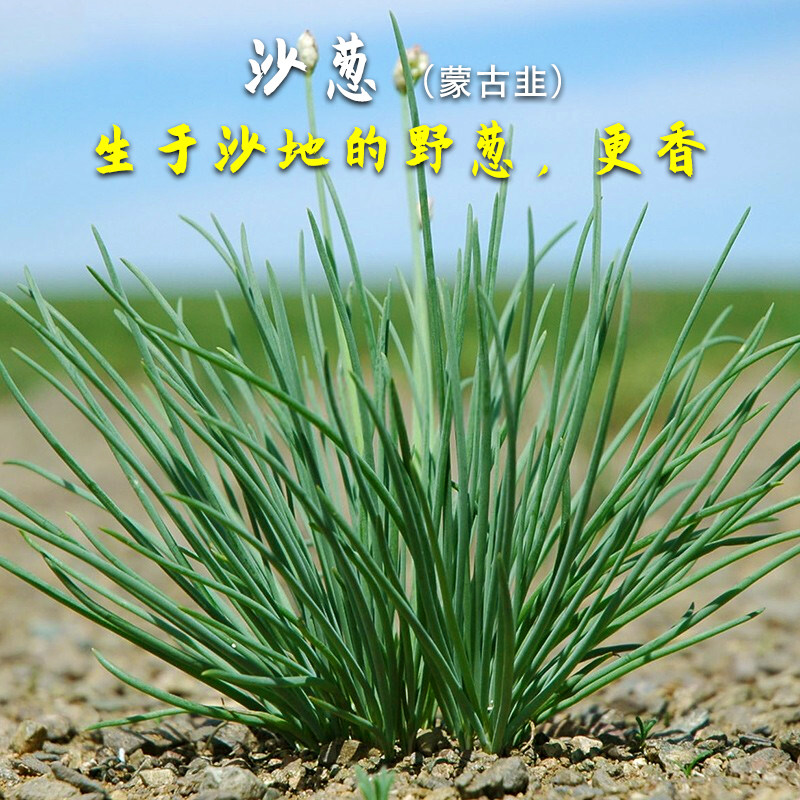 沙葱种子种籽内蒙古韭韭菜韭葱胡韭小葱蔬菜种子阳台盆栽四季特色