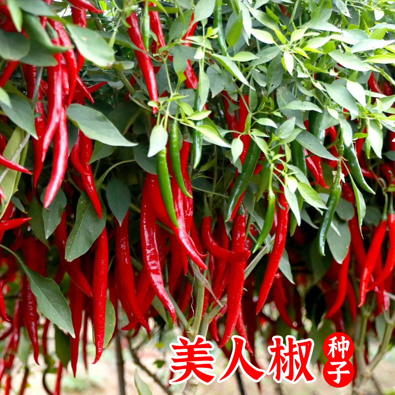 红丰美人椒辣椒种子春季四季南方高产蔬菜种籽孑香辣秧苗籽种菜籽