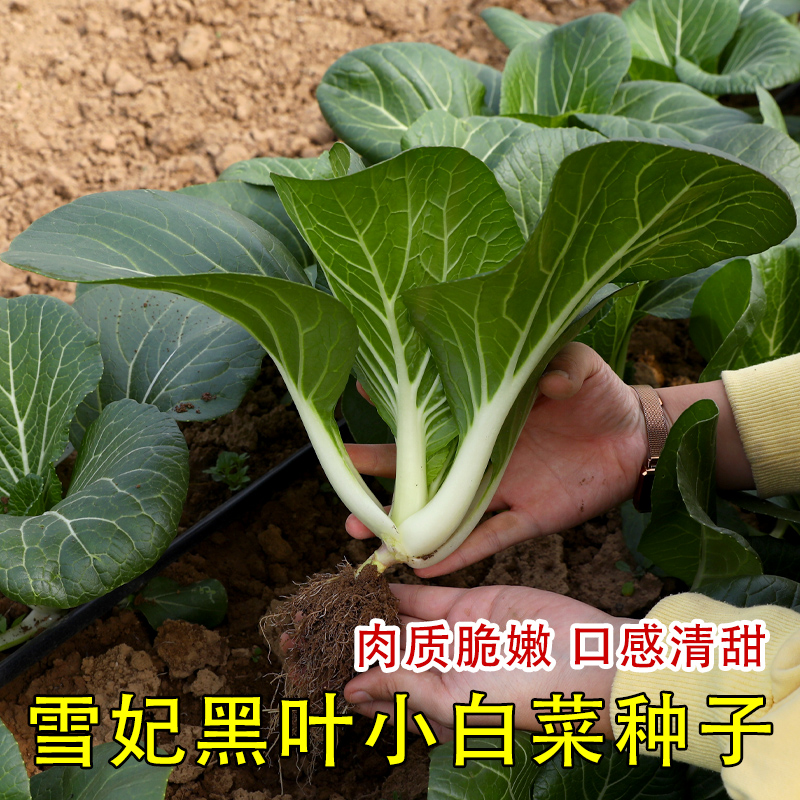 雪妃小白菜杂交黑叶青菜种子家庭菜园阳台四季盆栽蔬菜种籽孑菜籽 寿光淘农农业 淘优券