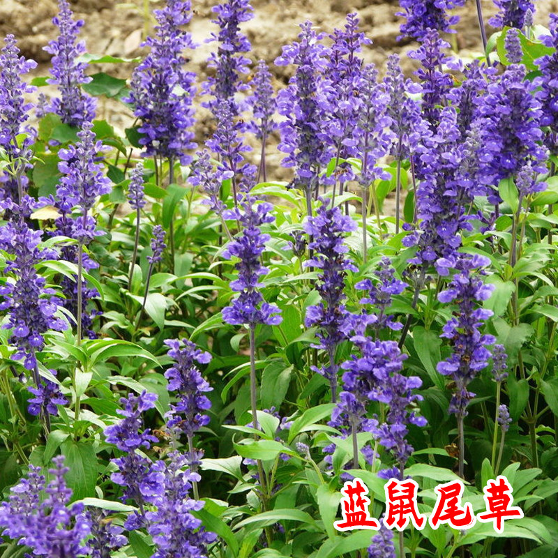 蓝色鼠尾草苗花卉香草苗阳台庭院室内盆栽绿植芳香驱蚊草四季植物