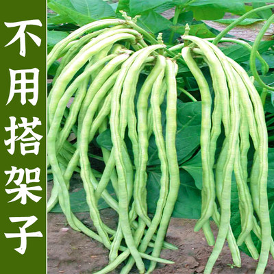 长豆角种籽高产四季豆蔬菜