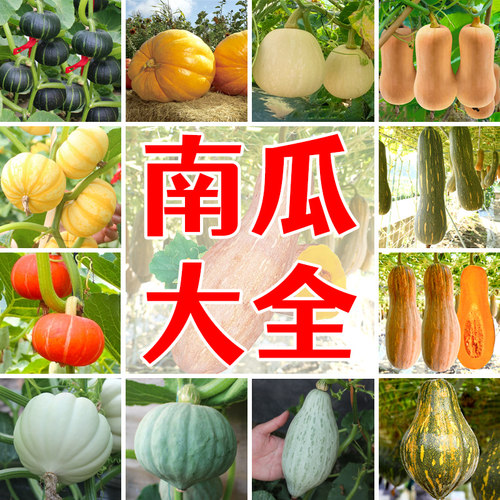 贝贝板栗小南瓜四季种子高产香甜