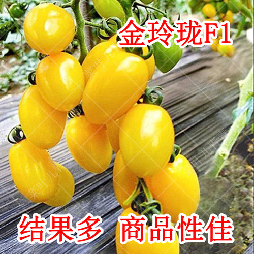金玲珑黄色圣女果种子苗樱桃小番茄西红柿超甜种籽孑秧蔬菜苗菜苗 - 封面