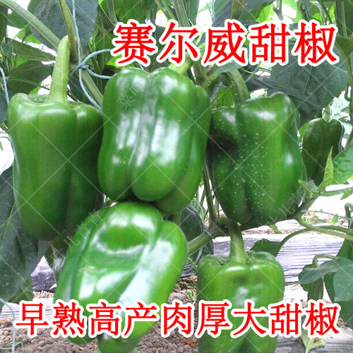 甜椒青椒种子苗四季种植高产菜苗