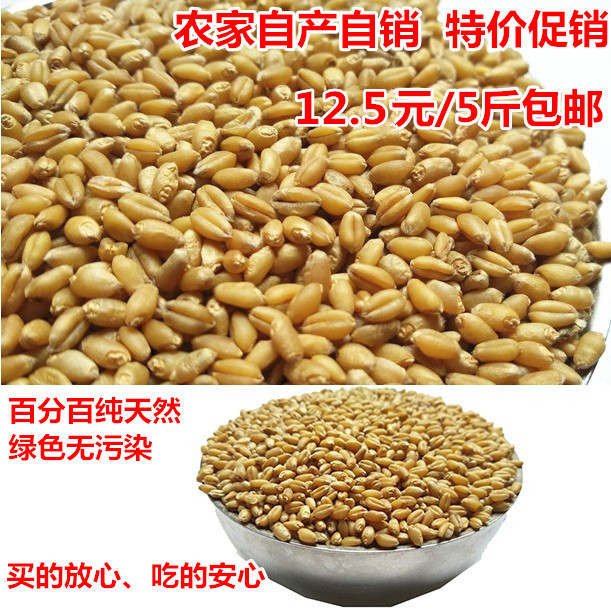 25年新小麦粒 农家小麦草种子特色米/面粉/杂粮