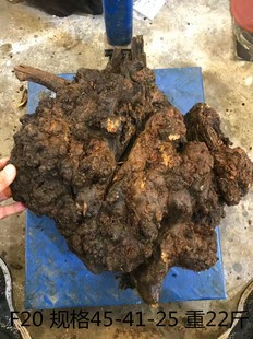 东北新款其他琥珀木原木料松明子手把件摆件沉化老料北沉香瘤疤包