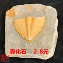 三叶虫化石标本尾巴保真古生物化石教学科普礼物远古海洋生物