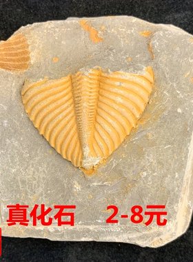 湘西保真天然化石三叶虫科普特价