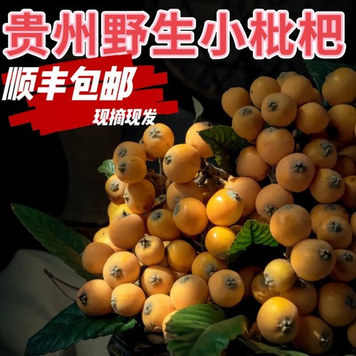 贵州深山老树枇杷土枇杷新鲜水果五星琵琶当季野生3斤5斤包邮整箱