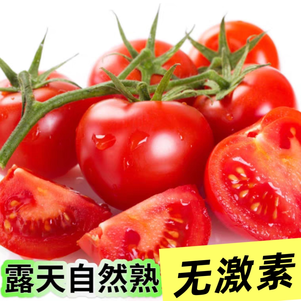 贵州露天高海拔西红柿老品种蔬菜水果生吃无催熟剂无农药普罗旺斯