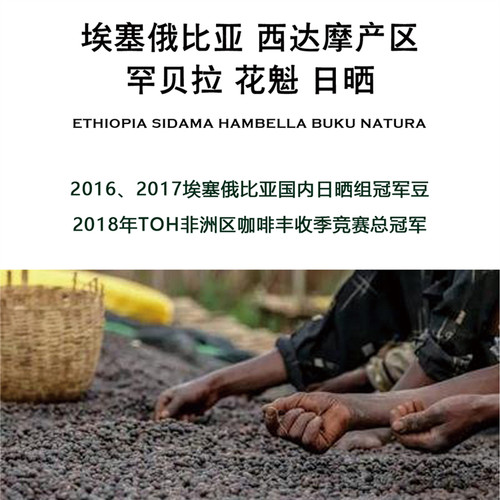 3次TOH非洲咖啡收获季老牌冠军 花魁X 精品手冲豆  & 狮子王日晒 - 封面