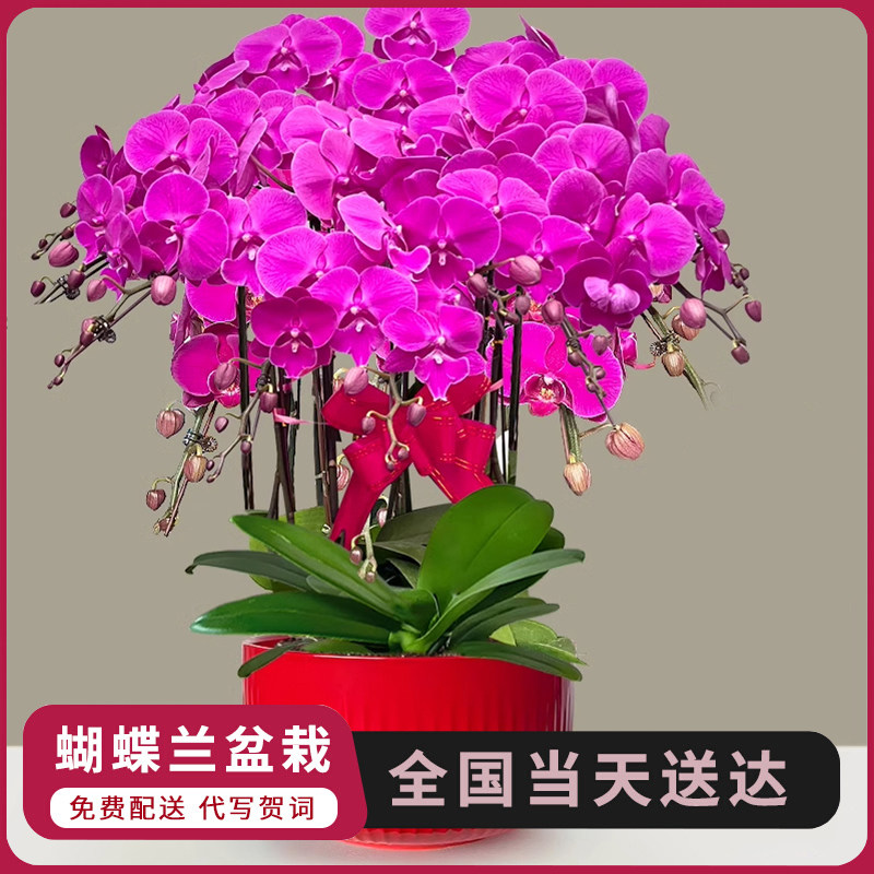 蝴蝶兰盆栽带盆真鲜花速递同城开业乔迁庆典唐山运城无锡全国配送