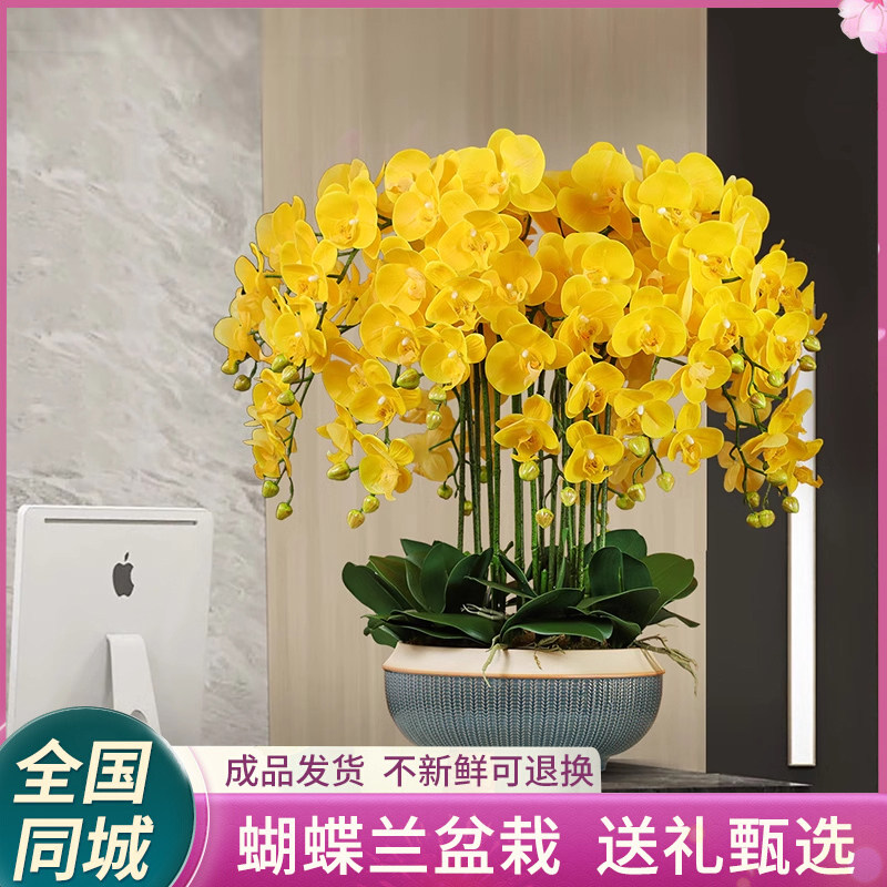 全国蝴蝶兰带花年宵花盆栽鲜花速递同城配送乔迁大连吉林老师家人