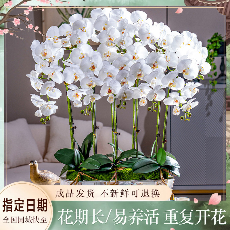 全国蝴蝶兰盆栽真花成品鲜花速递同城福州厦门南昌乔迁开业配送店