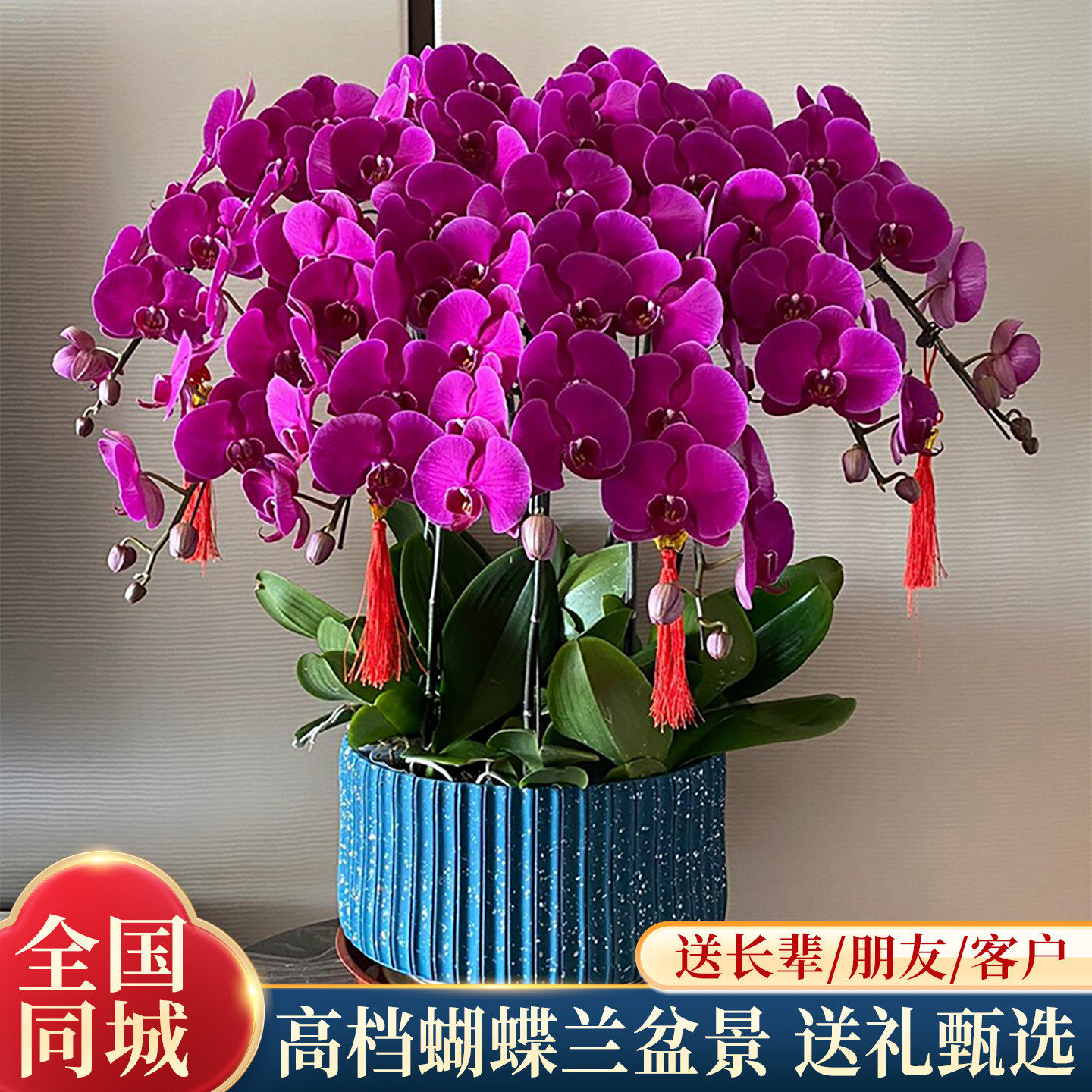 蝴蝶兰带花盆栽鲜花速递同城上海北京年宵花开业乔迁花卉全国配送