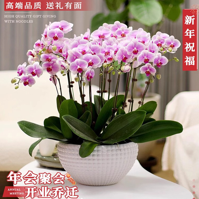 全国蝴蝶兰带花年宵花盆栽鲜花速递同城配送乔迁济南青岛老师家人