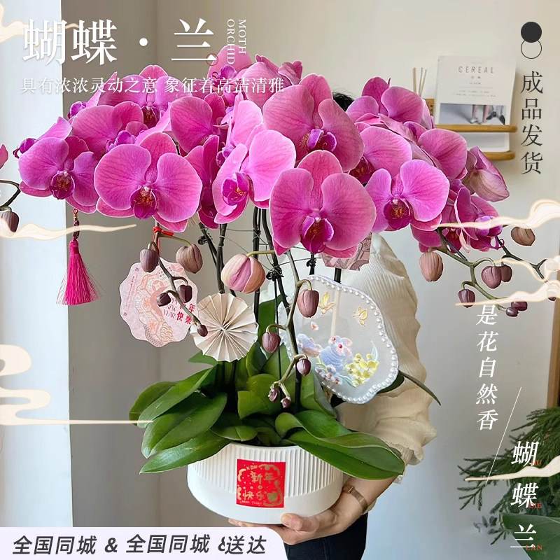 全国蝴蝶兰盆栽真花成品鲜花速递同城天津大同沈阳乔迁开业配送店