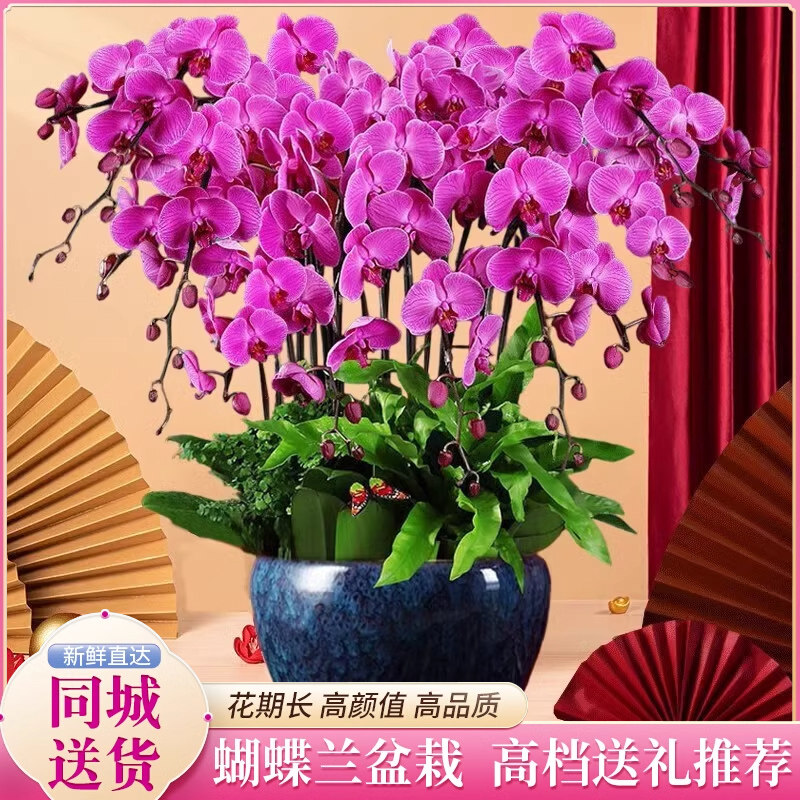 蝴蝶兰大花蕙兰西安兰州带盆栽好盆栽年宵花卉观赏花鲜花速递同城