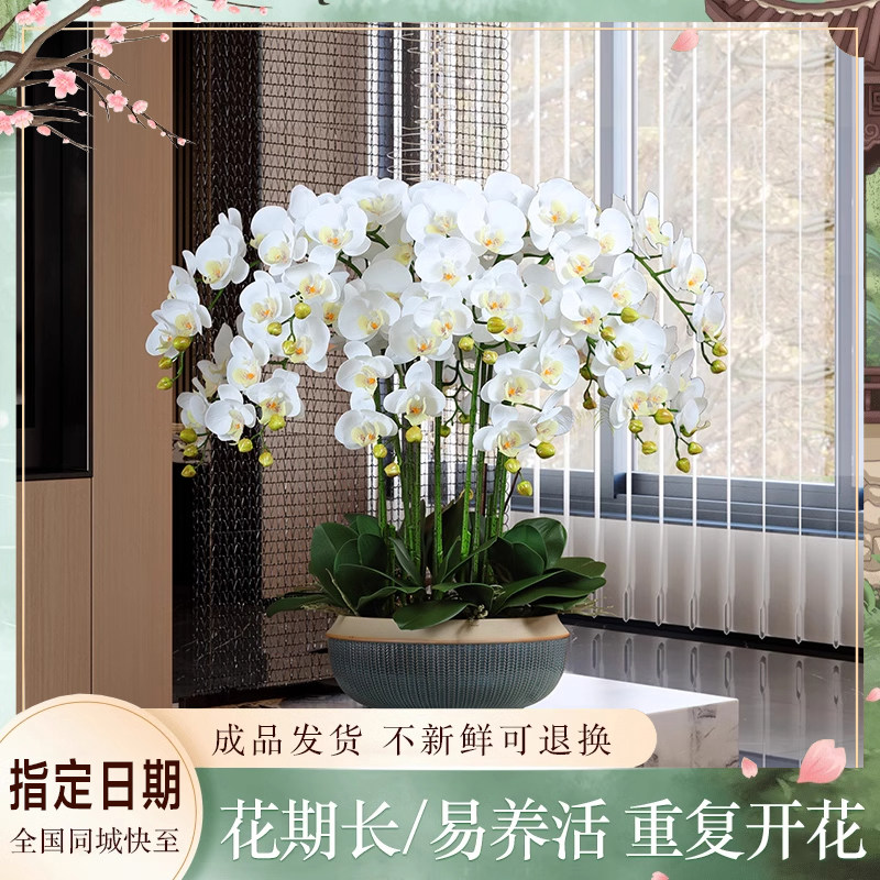 蝴蝶兰盆栽真花卉鲜花速递全国同城生日配送广东云南石家庄哈尔滨