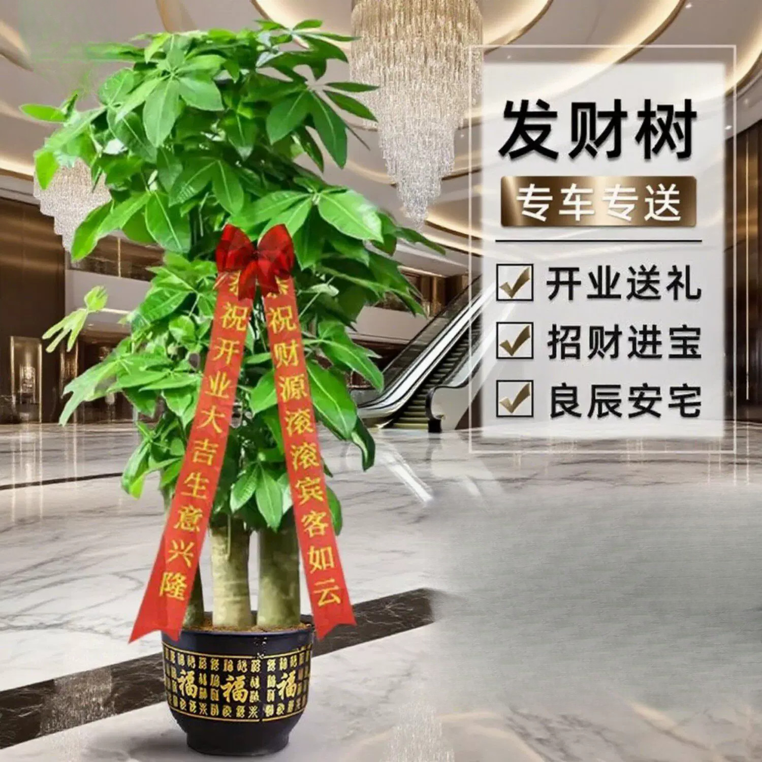 发财树开业乔迁绿植盆栽花卉客厅办公室送货上门鲜花速递同城配送