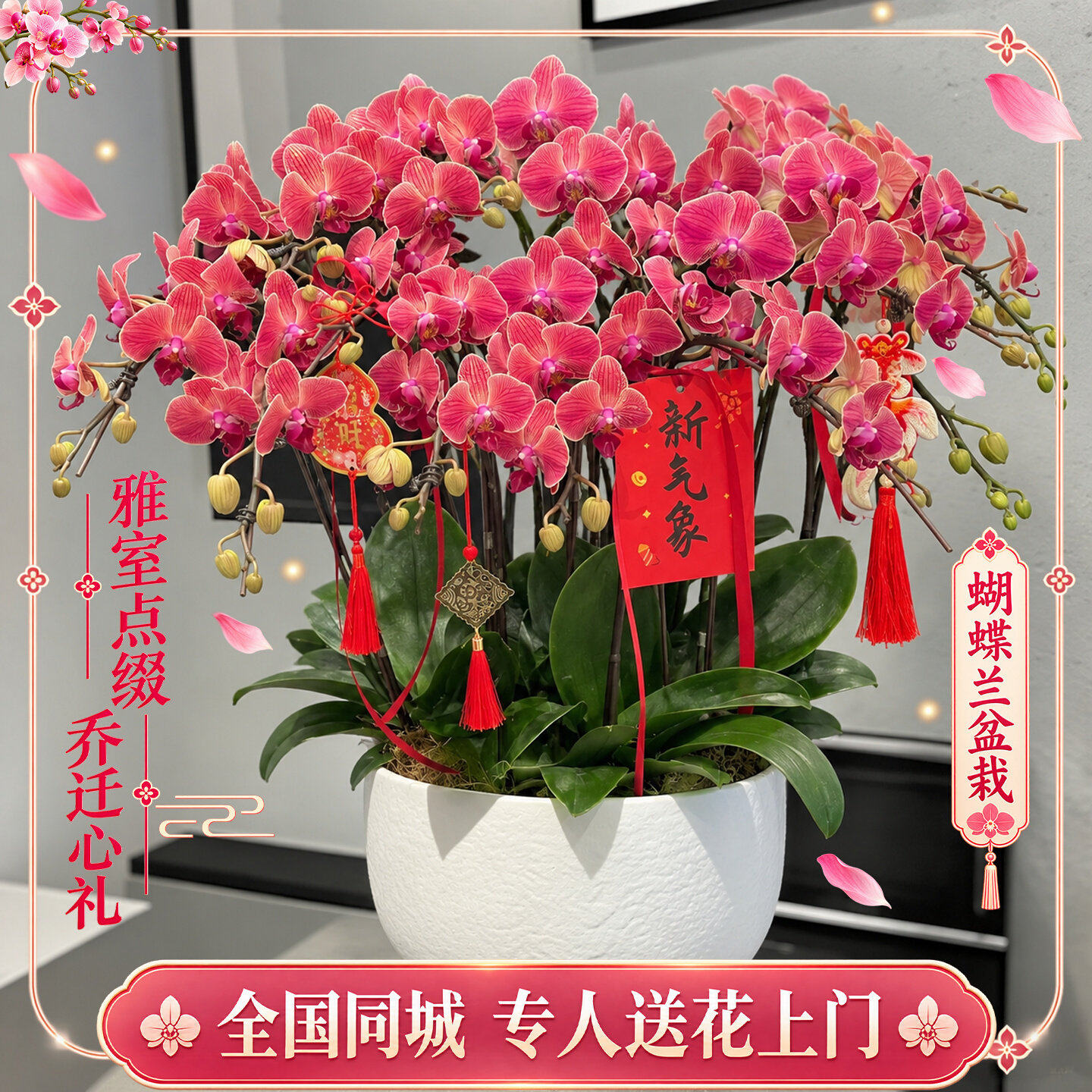 蝴蝶兰盆栽特大号真花年宵鲜花速递同城配送开业乔迁礼物深圳上海