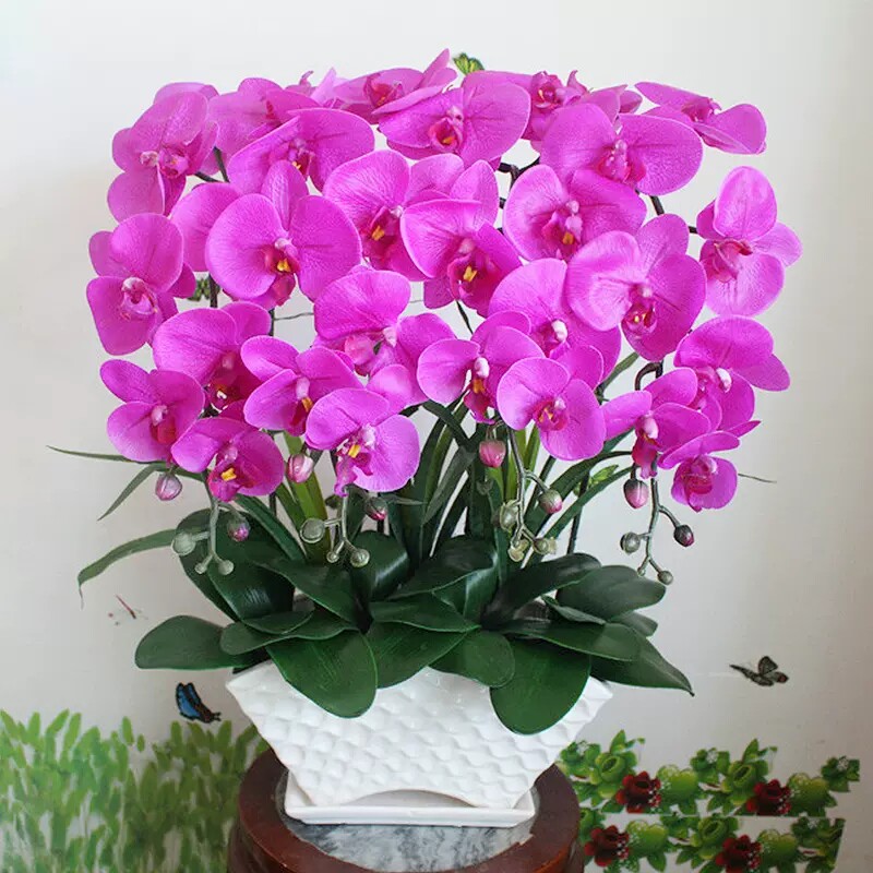 全国蝴蝶兰盆栽鲜花速递同城配送探望乔迁花卉北京上海广深圳州店
