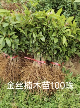 正宗金丝楠木树苗小叶桢楠树苗名贵树苗楠树苗一二年苗100棵