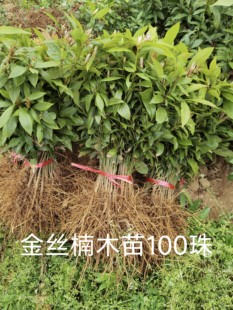 正宗金丝楠木树苗小叶桢楠树苗名贵树苗楠树苗一二年苗100棵