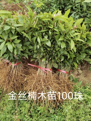 正宗名贵树木苗树苗500棵