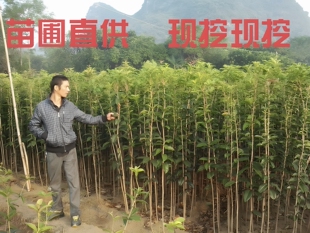 优质桂花树苗八月桂花苗金桂花大小树苗四季常绿不掉叶100棵