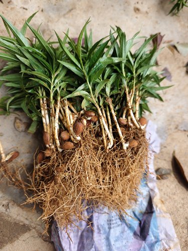 优质毛桃子1000棵树苗