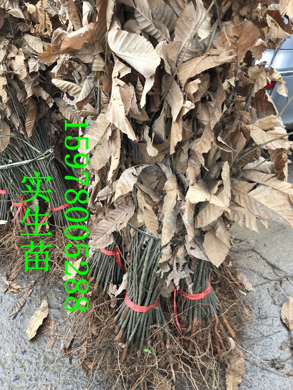 板栗树苗板栗子实生苗直生苗砧木苗地径0.5以上粗