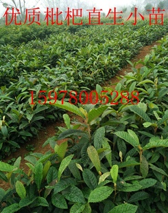 优质枇杷树苗枇杷果树苗实生直生树苗籽播枇杷大小树苗1000棵包邮