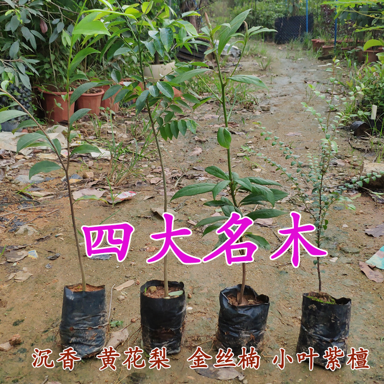 小叶紫檀金丝楠树苗黄花梨沉香苗