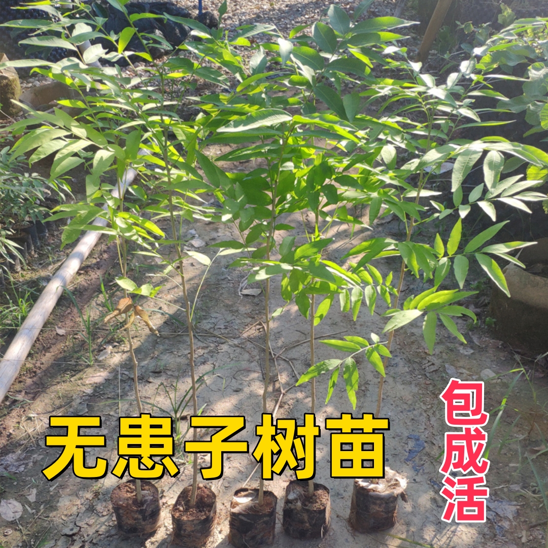 无患子树苗观叶木患子洗手肥皂树
