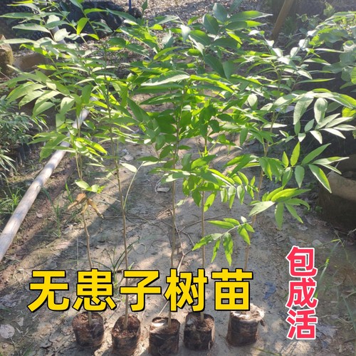 无患子树苗观叶木患子洗手肥皂树