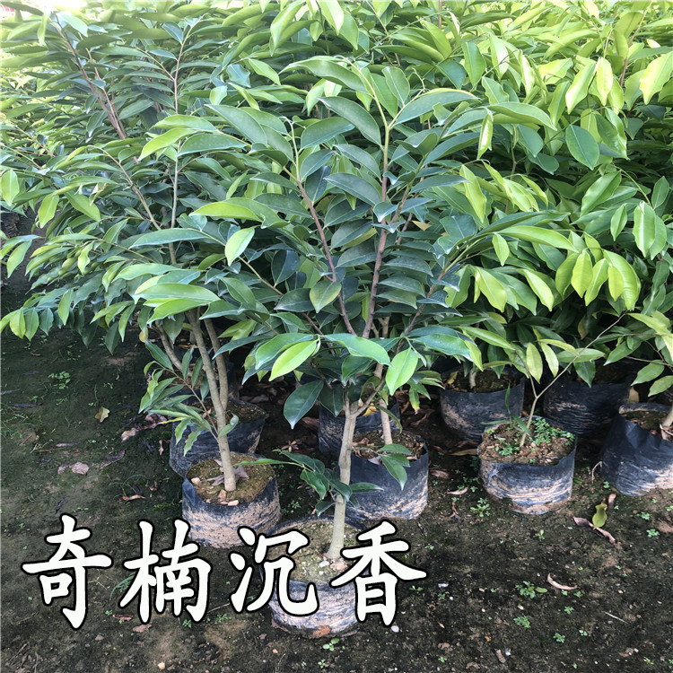 奇楠沉香苗越南奇楠沉香树苗实生苗名贵药材苗木珍贵树苗地盆栽