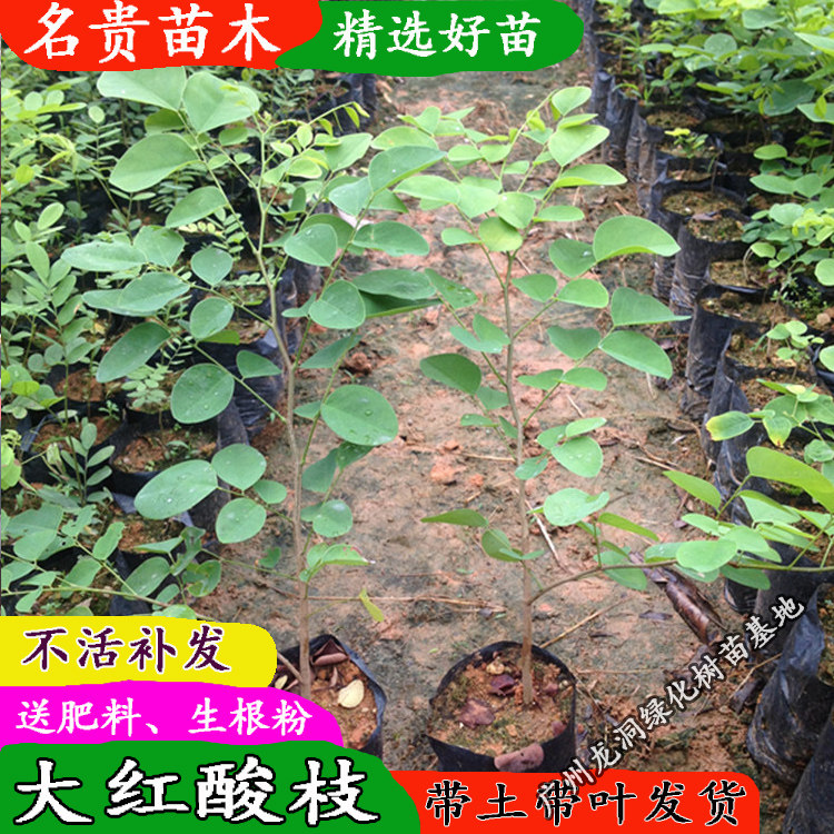 Vietnam Rosewood Famous and precious Rosewood Species Rosewood Rare Sapling Laos Cochin rosewood courtyard Potted plant Watchin the Flower delivery/Flowers simulation/Plants gardening , Flowers/Potted plants (New) , Plants  category - from Buy2taobao.com to provide professional Taobao agent buy service