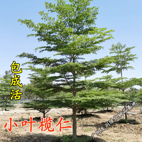 庭院遮荫小叶榄仁树苗