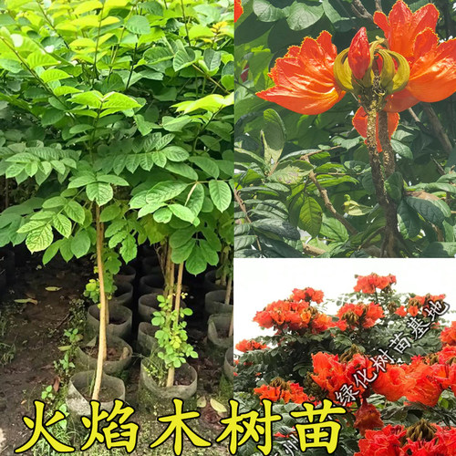 四季常绿开花本地火焰木苗