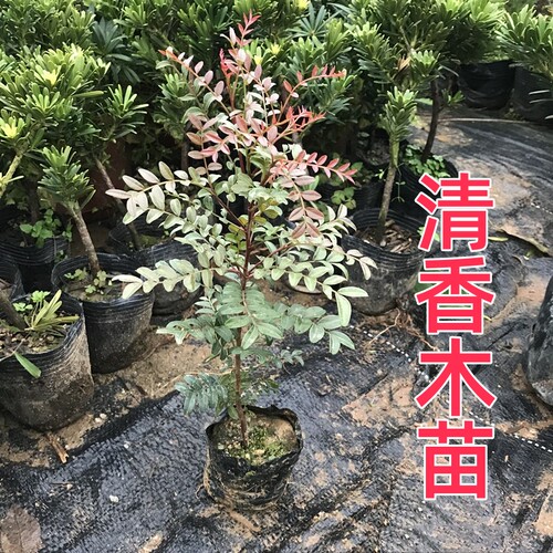 红芽清香木四季常青驱蚊耐寒阳台