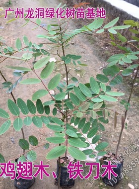 孟买黑檀树苗正宗铁刀木苗珍贵植物鸡翅木苗庭院绿化木材树种