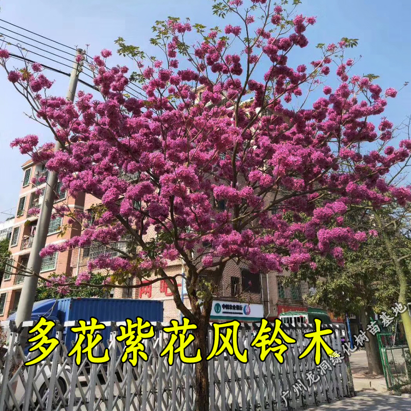 多花绣球紫花风铃木苗嫁接早开花