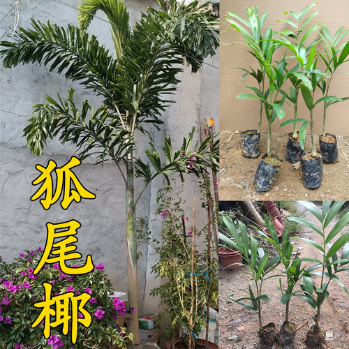 狐尾椰树棕榈科植物常绿观叶盆栽