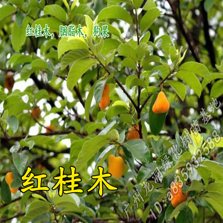 红桂木苗绿化果树庭院常绿狗果