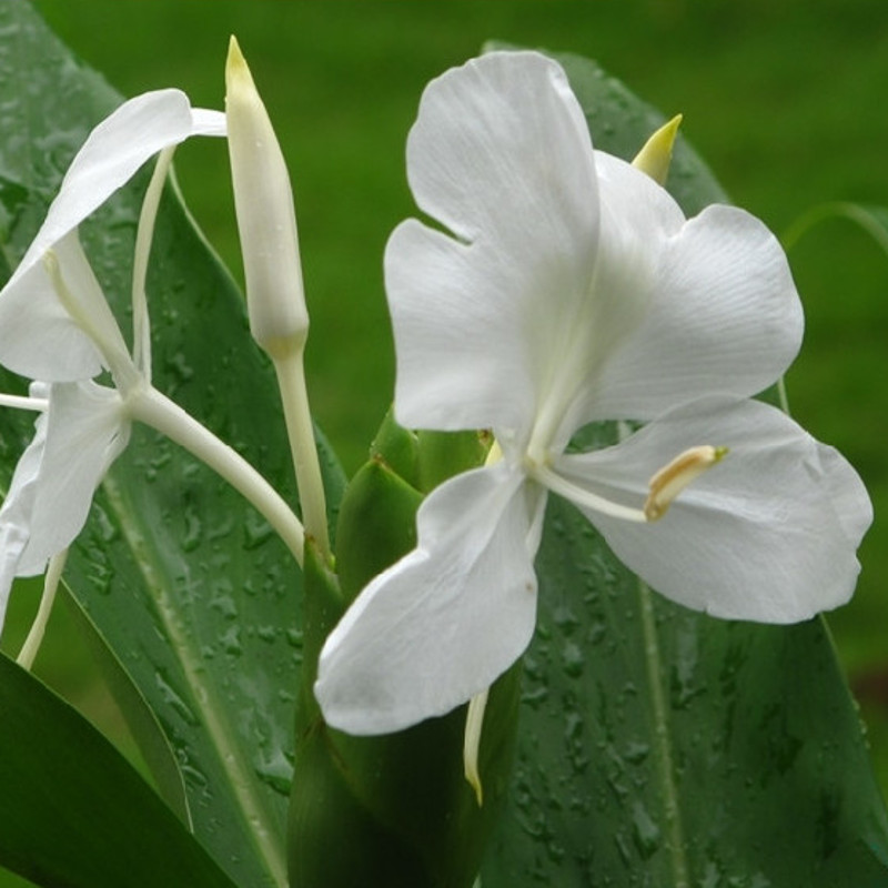 白色开花很香好养耐阴盆栽植物