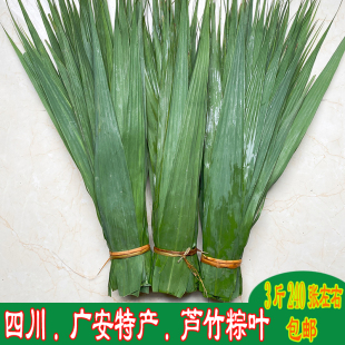 四川广安产芦竹叶粽子叶新鲜大号现摘野生竹叶箬叶端午节包粽子